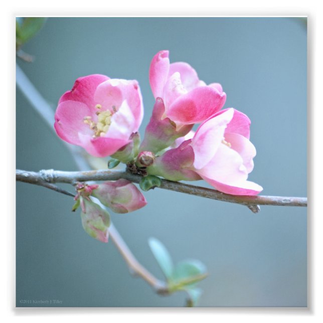 Photo Apple Blossom #P0358 (Devant)