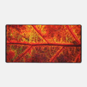 Photo automne feuille