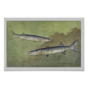 Photo Barracuda Impression de poisson Vintage