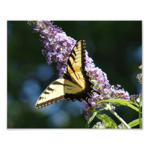 Photo Beauté papillon 10x8 Impression photographique
