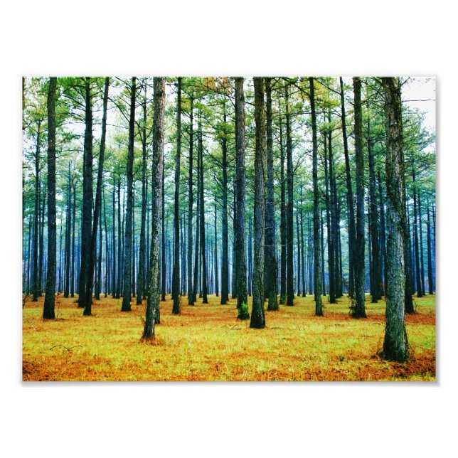 Photo Beautiful Pine Tree Forest Yellow Grass (Front)