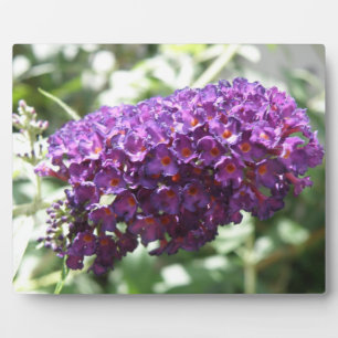 Photo Belle Plaque de fleurs de bouddleia violet