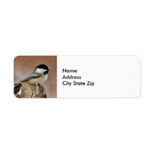 Photo Black Capped Chickadee Snow