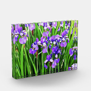 Photo Bloc acrylique Iris pourpre