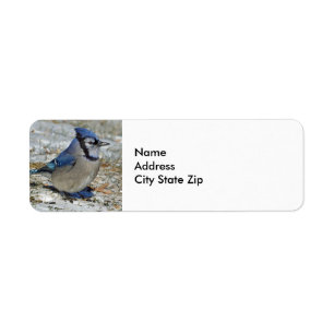 Photo Blue Jay