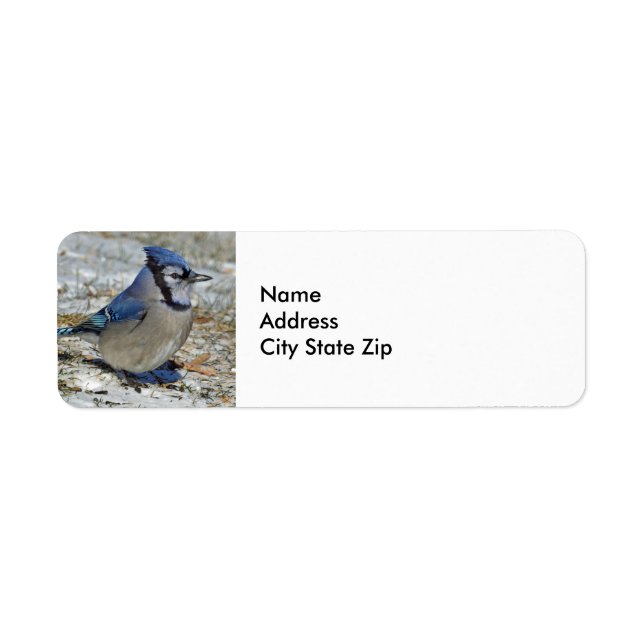 Photo Blue Jay (Devant)