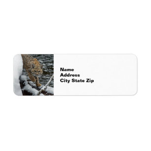 Photo Bobcat Eau de neige