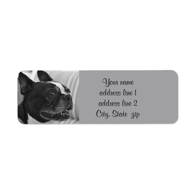 Photo Boston Terrier (Devant)