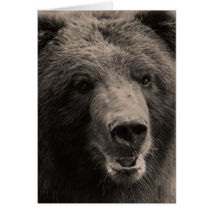 Photo Brown de faune d'ours gris