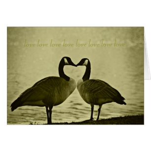 Photo canadienne d'oies