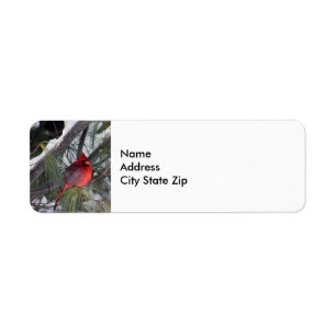 Photo Cardinal Pine des neiges