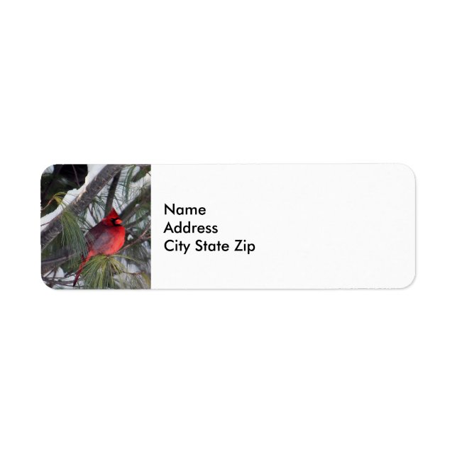 Photo Cardinal Pine des neiges (Devant)