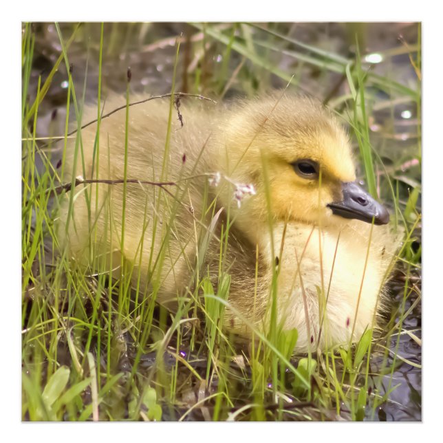 Photo Carré Baby Gosling (Devant)