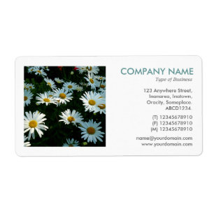 Photo carré - Shasta Daisies