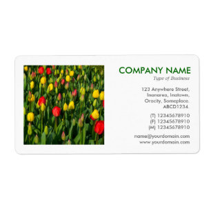 Photo carré - Tulips