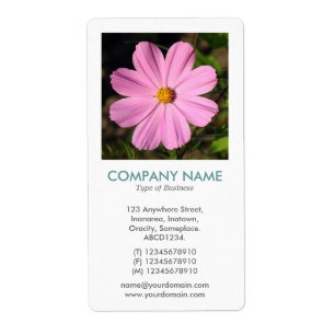 Photo Carré V - Cosmos rose