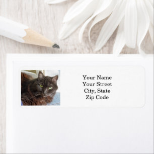 Photo Cat personnalisée
