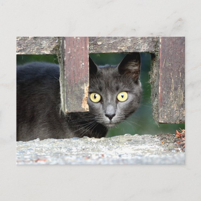 Photo cat , pet , animals . postcard (Front)