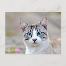 Photo cat , pet , animals . postcard