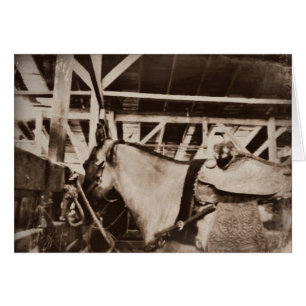 Photo Cheval d'apparence antique