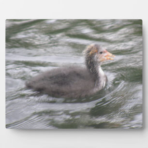 Photo Chick au lait mignon sur la plaque d'eau