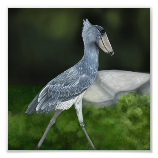 Photo cigogne Oiseau (Devant)