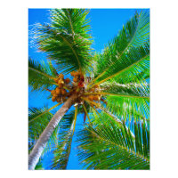 Photo | Cocotier Vanuatu