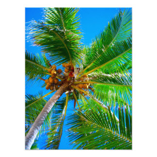 Photo | Cocotier Vanuatu