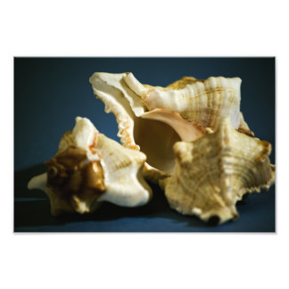 Photo Conch 3335