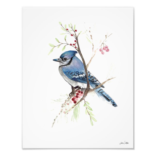Photo couleur bleu Jay (Devant)