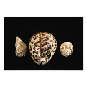 Photo Cowrie Cones 2