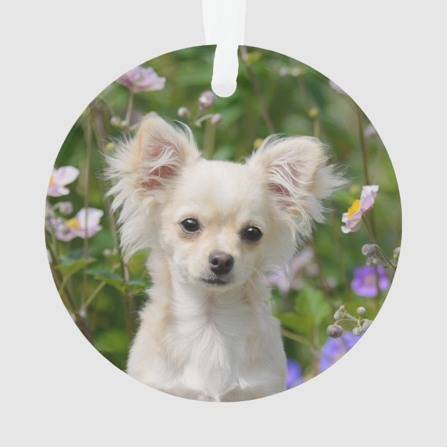 Photo crème aux cheveux longs mignonne de chiot de (dos)