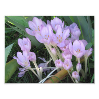 Photo Crocus