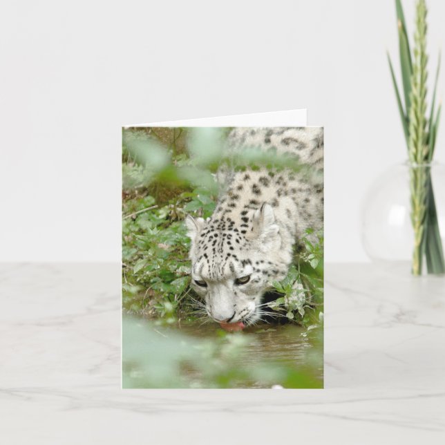 Photo csnow leopard , animals . card (Front)