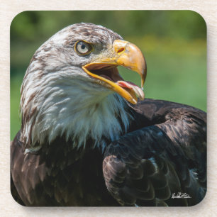 photo d'aigle coaster