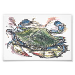 Photo d'art crabe bleu