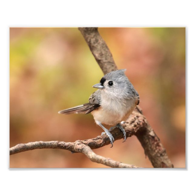 Photo d'automne Tufted Titmouse (Devant)
