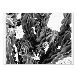 Photo de cactus à contraste élevé // Noir et blanc