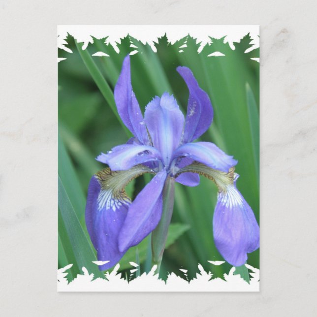 Photo de carte postale Iris (Devant)