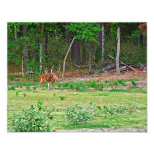 Photo de cerfs communs d'axe
