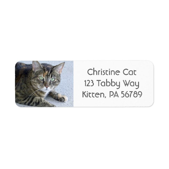 Photo de chat Cute Tabby (Devant)