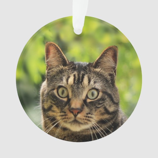 Photo de chat tigré brun personnalisé (devant)