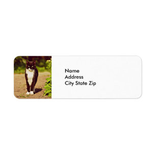 Photo de chat Tuxedo noir et blanc