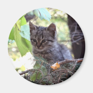 Photo de chaton bébé chat rond aimant