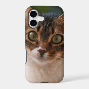 Photo de chaton duveteux aux yeux verts