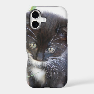 Photo de chaton noir et blanc
