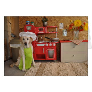 Photo de chien avec le casquette du chef dessus