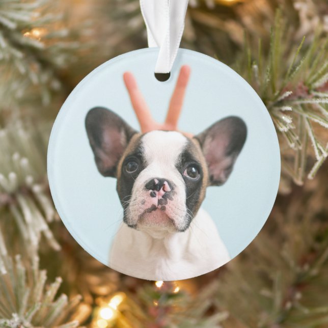 Photo de chien moderne | Joyeux Noël (Arbre)