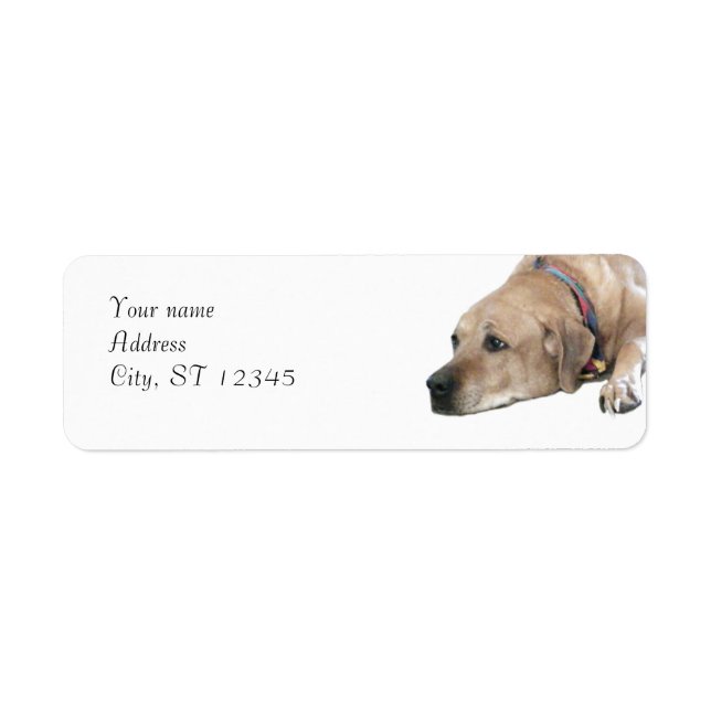Photo de chien Rhodesian Ridgeback (Devant)