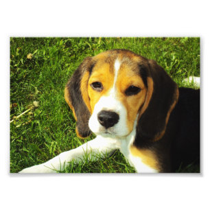 Photo de chiot Beagle
